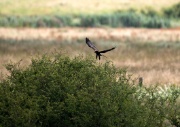 Marsh Harrier ANL 6877