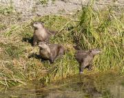 N.American river otters near Steamboat Point, Yellowstone Lake. Wyoming.