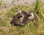 N.American river otters near Steamboat Point, Yellowstone Lake. Wyoming.