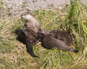 N.American river otters near Steamboat Point, Yellowstone Lake. Wyoming.