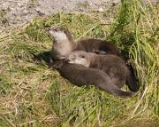 N.American river otters near Steamboat Point, Yellowstone Lake. Wyoming.