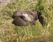 N.American river otters near Steamboat Point, Yellowstone Lake. Wyoming.