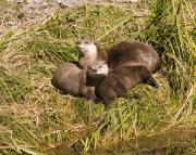 N.American river otters near Steamboat Point, Yellowstone Lake. Wyoming.