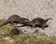 N.American river otters near Steamboat Point, Yellowstone Lake. Wyoming.