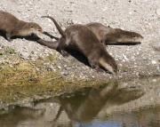 N.American river otters near Steamboat Point, Yellowstone Lake. Wyoming.