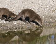 N.American river otters near Steamboat Point, Yellowstone Lake. Wyoming.