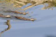 N.American river otters near Steamboat Point, Yellowstone Lake. Wyoming.