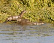 N.American river otters near Steamboat Point, Yellowstone Lake. Wyoming.