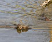 N.American river otters near Steamboat Point, Yellowstone Lake. Wyoming.