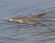 N.American river otters near Steamboat Point, Yellowstone Lake. Wyoming.