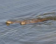 N.American river otters near Steamboat Point, Yellowstone Lake. Wyoming.