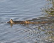 N.American river otters near Steamboat Point, Yellowstone Lake. Wyoming.