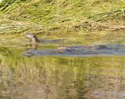 N.American river otters near Steamboat Point, Yellowstone Lake. Wyoming.