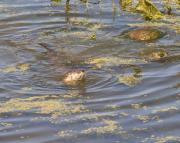 N.American river otters near Steamboat Point, Yellowstone Lake. Wyoming.