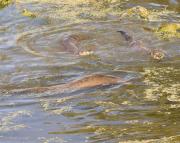 N.American river otters near Steamboat Point, Yellowstone Lake. Wyoming.