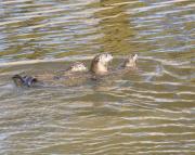 N.American river otters near Steamboat Point, Yellowstone Lake. Wyoming.