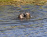 N.American river otters near Steamboat Point, Yellowstone Lake. Wyoming.