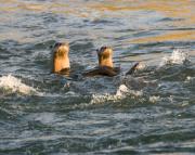 N.American river otters on the Gros Ventre river. Grand Teton National Park. Wyoming.