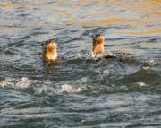 N.American river otters on the Gros Ventre river. Grand Teton National Park. Wyoming.