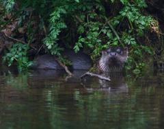Wild otter on the River Camel near Grogley