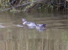 Wild otter on the Amble stream at Trewornan.