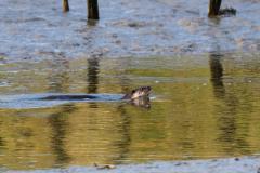 Wild otter on the Amble stream at Trewornan.