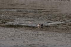 Wild otter on the Amble stream at Trewornan.