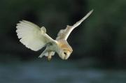 Barn Owl hovering. Wadebridge Cornwall. UK.