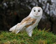 Barn Owl.  Cornwall. UK.