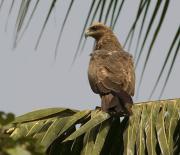 Black Kite. The Gambia.