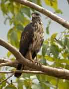 Black Hawk. Costa Rica.