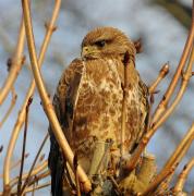 Common Buzzard. Wadebridge Cornwall UK.