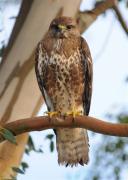 Common Buzzard. Wadebridge Cornwall UK.