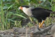 Crested Caracara. Costa Rica.