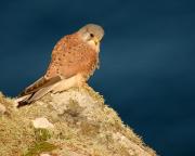 Cock Kestrel. Pentire Head. Wadebridge Cornwall UK.