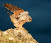 Cock Kestrel. Pentire Head. Wadebridge Cornwall UK.