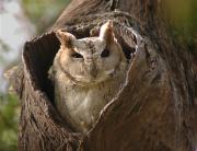 A Collared Scops Owl peers out from its roosting hole in the Keoladeo National Park, India.