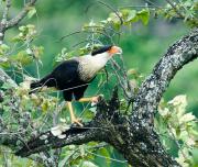 Crested Caracara. Costa Rica.