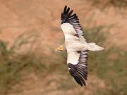 Egyptian Vulture. Fatepur Sikri. India.