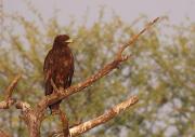 Greater spotted Eagle. Keoladeo Nat. Park. Bharatpur. India.