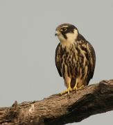 Hobby. Keoladeo Nat. Park. Bharatpur. India.