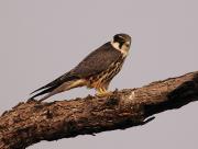 Hobby. Keoladeo Nat. Park. Bharatpur. India.