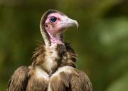 Hooded Vulture. The Gambia.