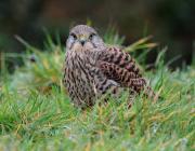 Femal Kestrel.  Cornwall UK.