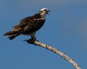 Osprey at Flamingo, Everglades NP. Florida USA.