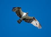 Osprey at Flamingo, Everglades NP. Florida USA.