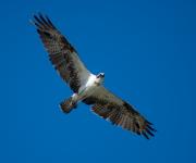 Osprey at Flamingo, Everglades NP. Florida USA.