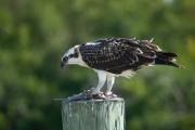 Osprey at Flamingo, Everglades NP. Florida USA.