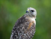 Red-shouldered Hawk, Everglades, Florida. USA