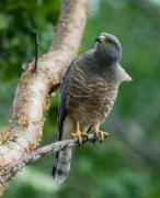 Roadside Hawk. Costa Rica.